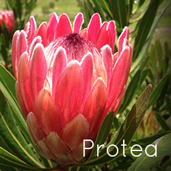 Photo of Pink Ice Protea flower